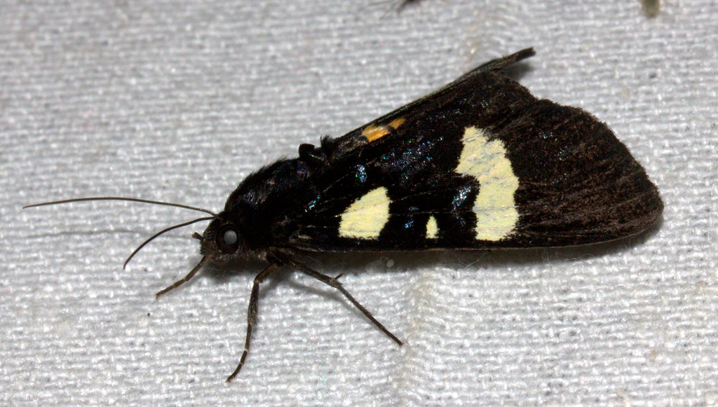 Mimeusemia davidsoni