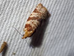 Epitymbia isoscelana