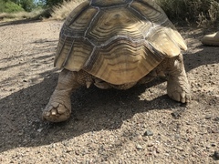 Centrochelys sulcata