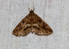 Paracymoriza vagalis