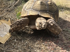Centrochelys sulcata