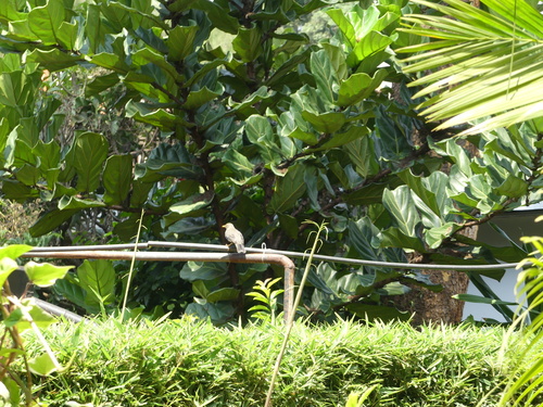 Abyssinian Thrush (Turdus abyssinicus), photo 7