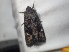 Neumichtis spumigera