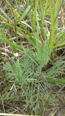 Artemisia campestris caudata