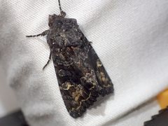 Neumichtis spumigera