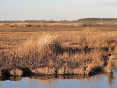 Juncus roemerianus