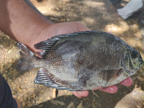 Randall's rabbitfish (Siganus randalli) — Siganidae — 2
