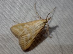 Sedenia cervalis