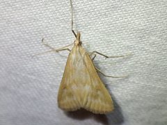 Sedenia cervalis