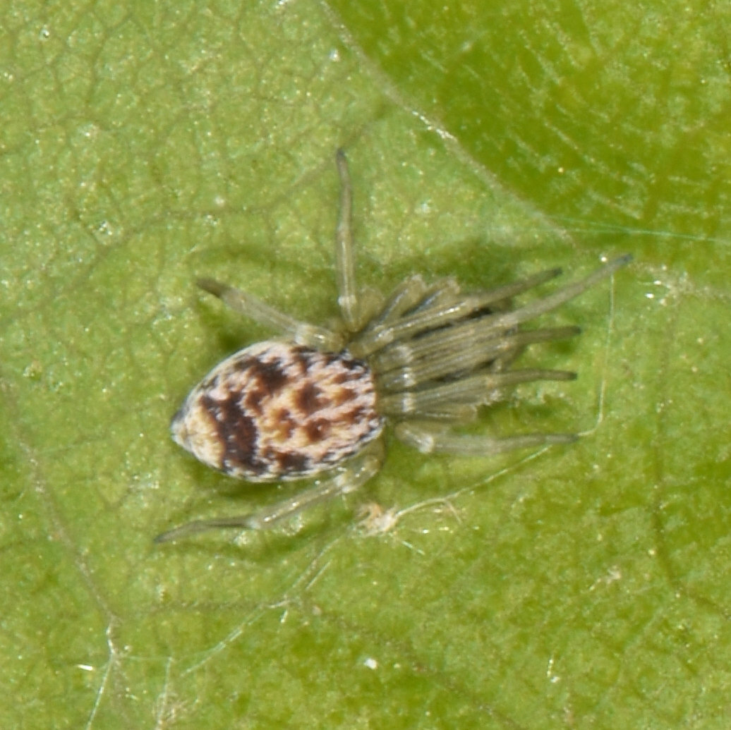 Emblyna sublata