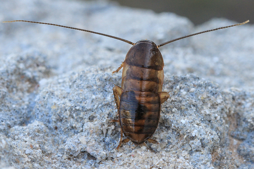 American Cockroach