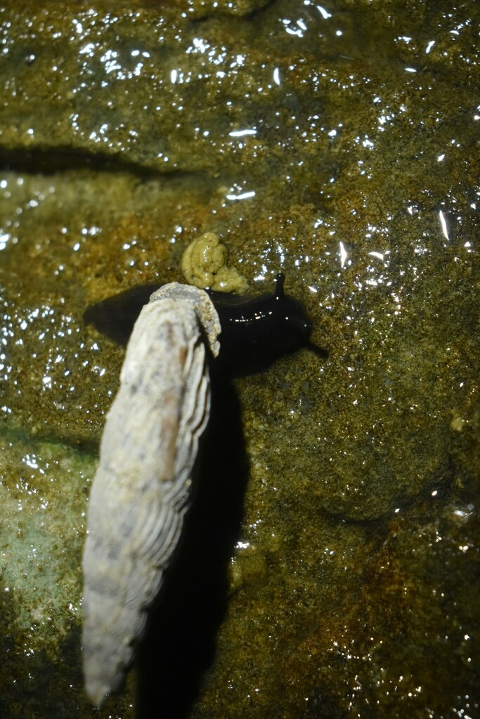 Carinigera albicosta