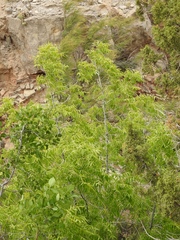 Juglans microcarpa