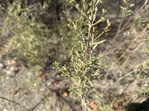 Wild Sage