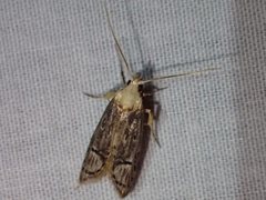 Ioptera