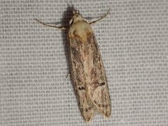 Ioptera