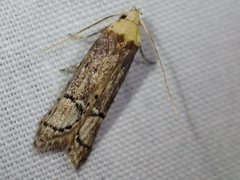 Ioptera