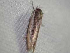 Periallactis monostropha