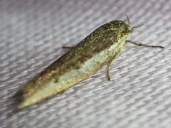 Periallactis monostropha