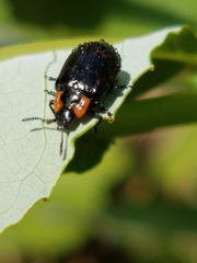 Chrysomela confluens