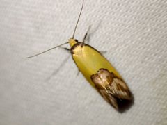 Chrysonoma catoptrina