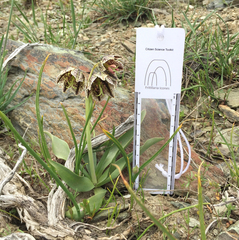 Fritillaria purdyi