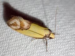 Chrysonoma catoptrina