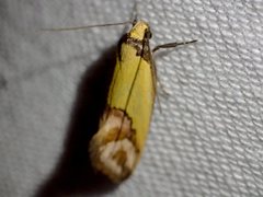 Chrysonoma catoptrina