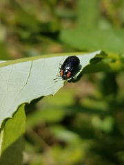 Chrysomela confluens