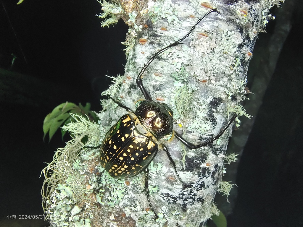 標本 Cheirotonus formosanus 54mm Cheirotonus formosanus Ohaus, 1913 | 臺灣生命大百科