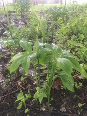 Pinellia pedatisecta