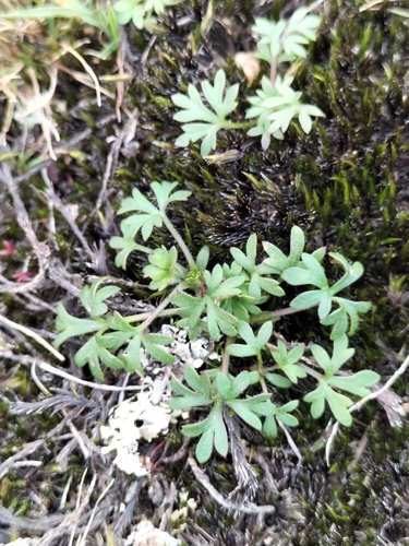 Actinotus gibbonsii, 2024-06-14