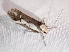 Philobota acropola