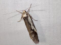 Philobota acropola
