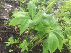 Pinellia pedatisecta