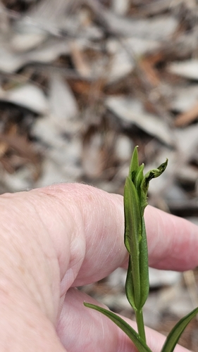 Image of Pterostylis viriosa by (c) Rosalie Lawrence, some rights reserved (CC BY)