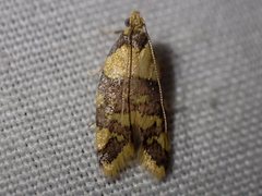 Callithauma callianthes