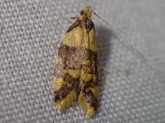 Callithauma callianthes