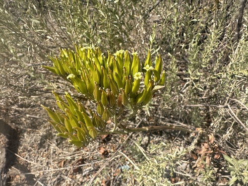 short-lobed kalanchoe