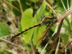Ophiogomphus bison