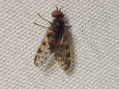 Austroleptis rhyphoides