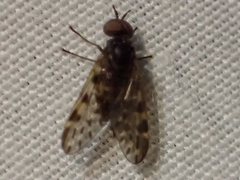 Austroleptis rhyphoides