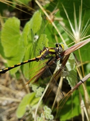 Ophiogomphus bison