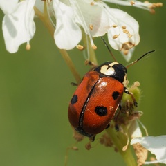 Cryptocephalus cordiger