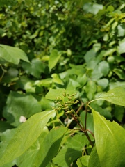 Cornus glabrata