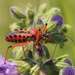 Rhynocoris iracundus - Photo (c) Jakob Fahr, some rights reserved (CC BY-NC), uploaded by Jakob Fahr