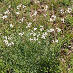 Gypsophila fastigiata