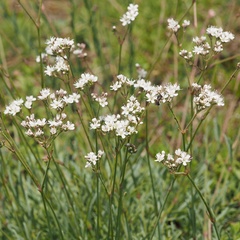 Gypsophila fastigiata
