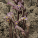 Clustered Broomrape - Photo no rights reserved, uploaded by Craig Martin