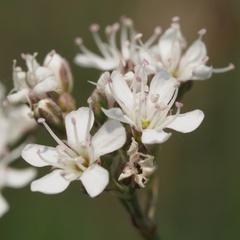 Gypsophila fastigiata